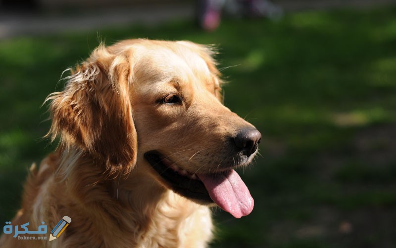 احمرار العين عند الكلاب : الأسباب والعلاج 1 Dog GCI
