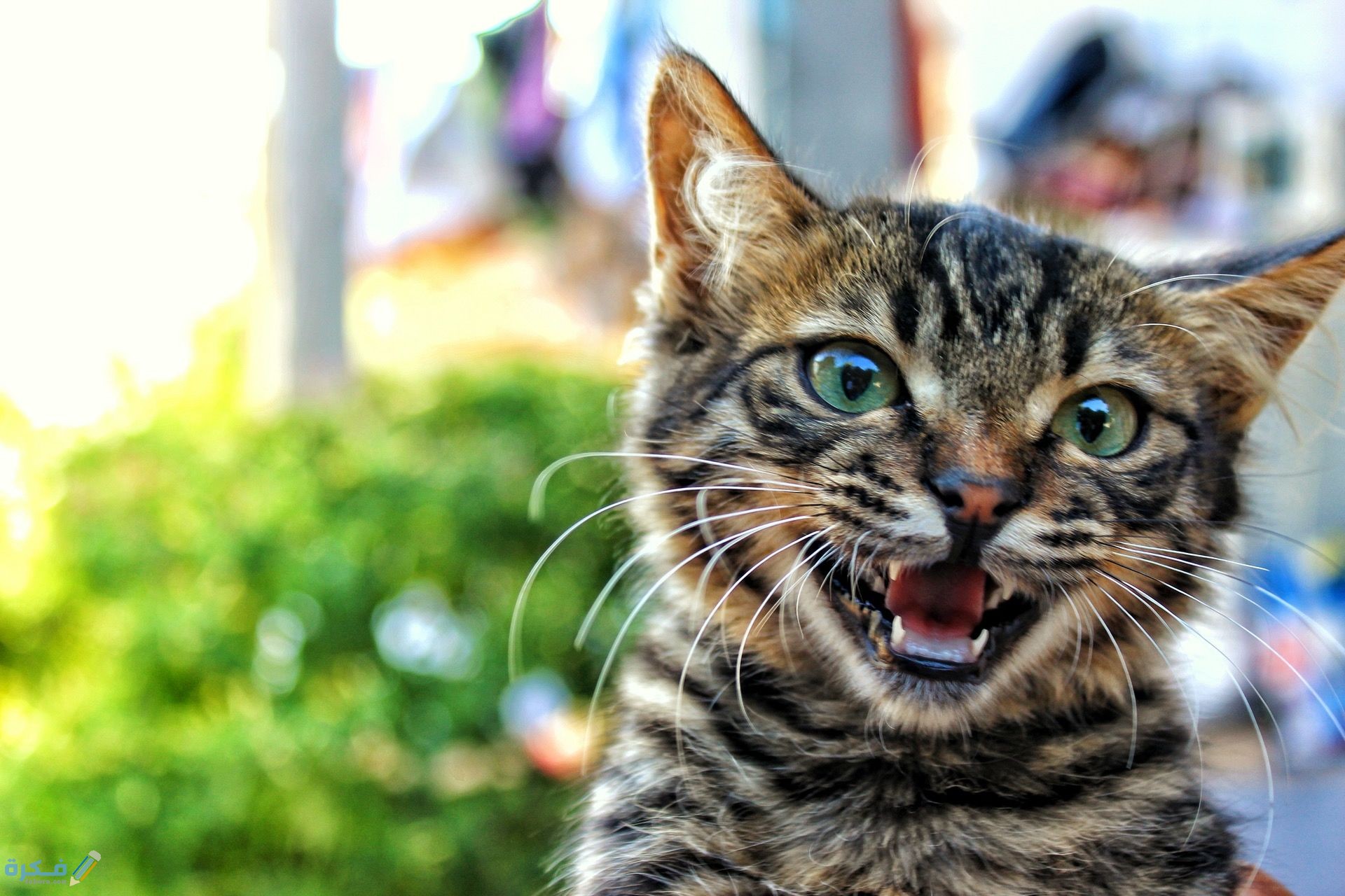 العطس عند القطط 1 cat 1