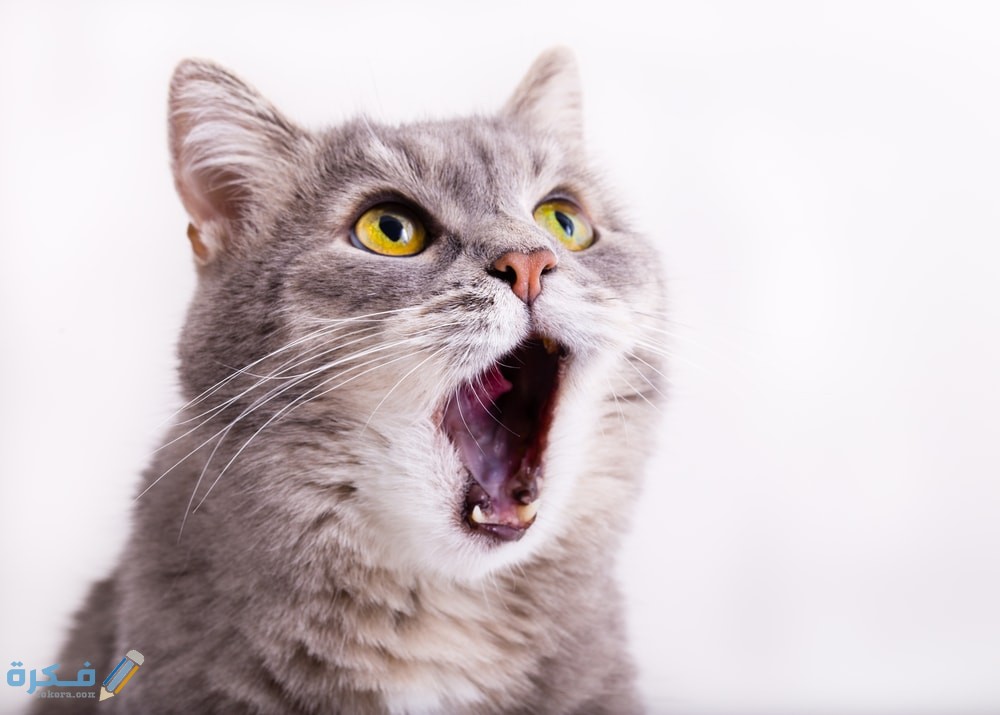 التهاب الفم عند القطط 1 cat mouth open