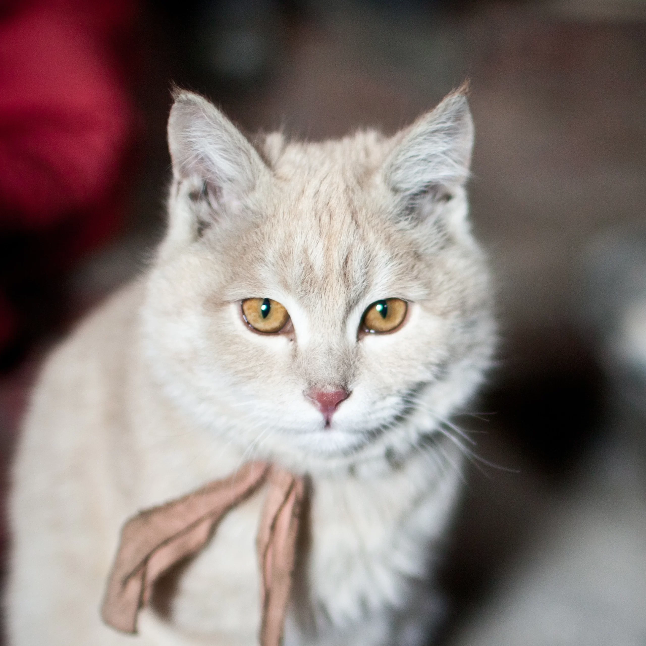 اسباب مرض الكبد عند القطط والعلاج 1 domestic cat thumb square scaled