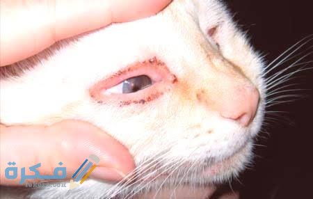 التهاب الملتحمة عند القطط : الاسباب والعلاج 1 images 2021 11 28T000157.089