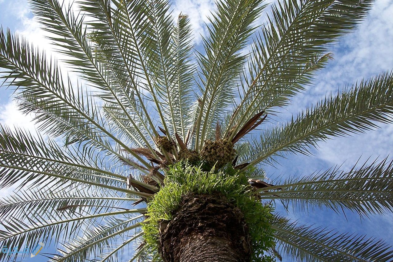 تفسير رؤية سقوط نخلة في المنام 1 1200px