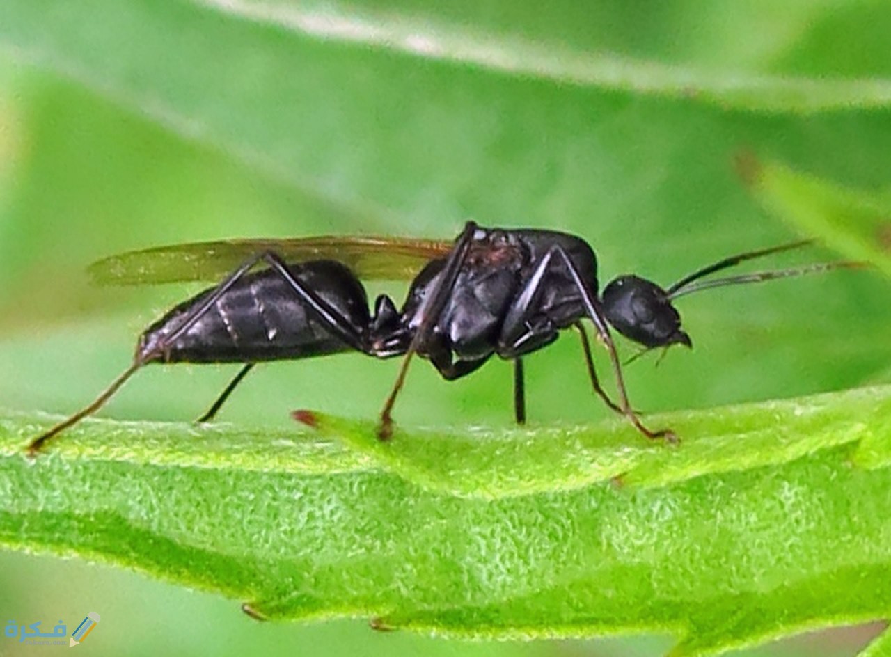 تفسير رؤية النمل الأسود في المنام 1 1280px Camponotus pennsylvanica male 1 IMG 9572