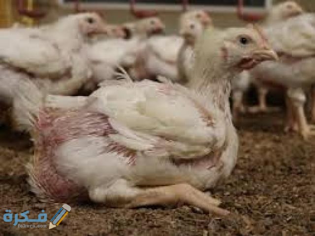 مرض الجمبورو للدواجن : شرح خطوات العلاج والوقاية 1 مرض الجمبورو للدواجن العلاج الوقاية