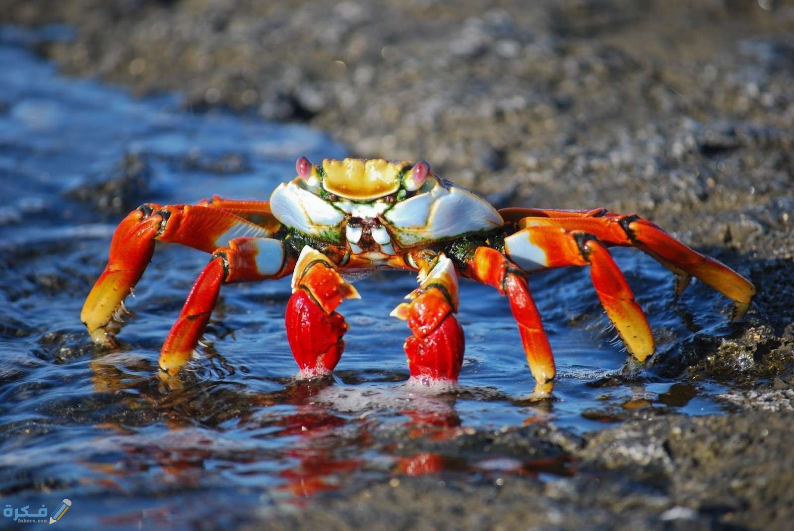 تفسير رؤية الخوف من السلطعون في المنام 1 269775crab 437346