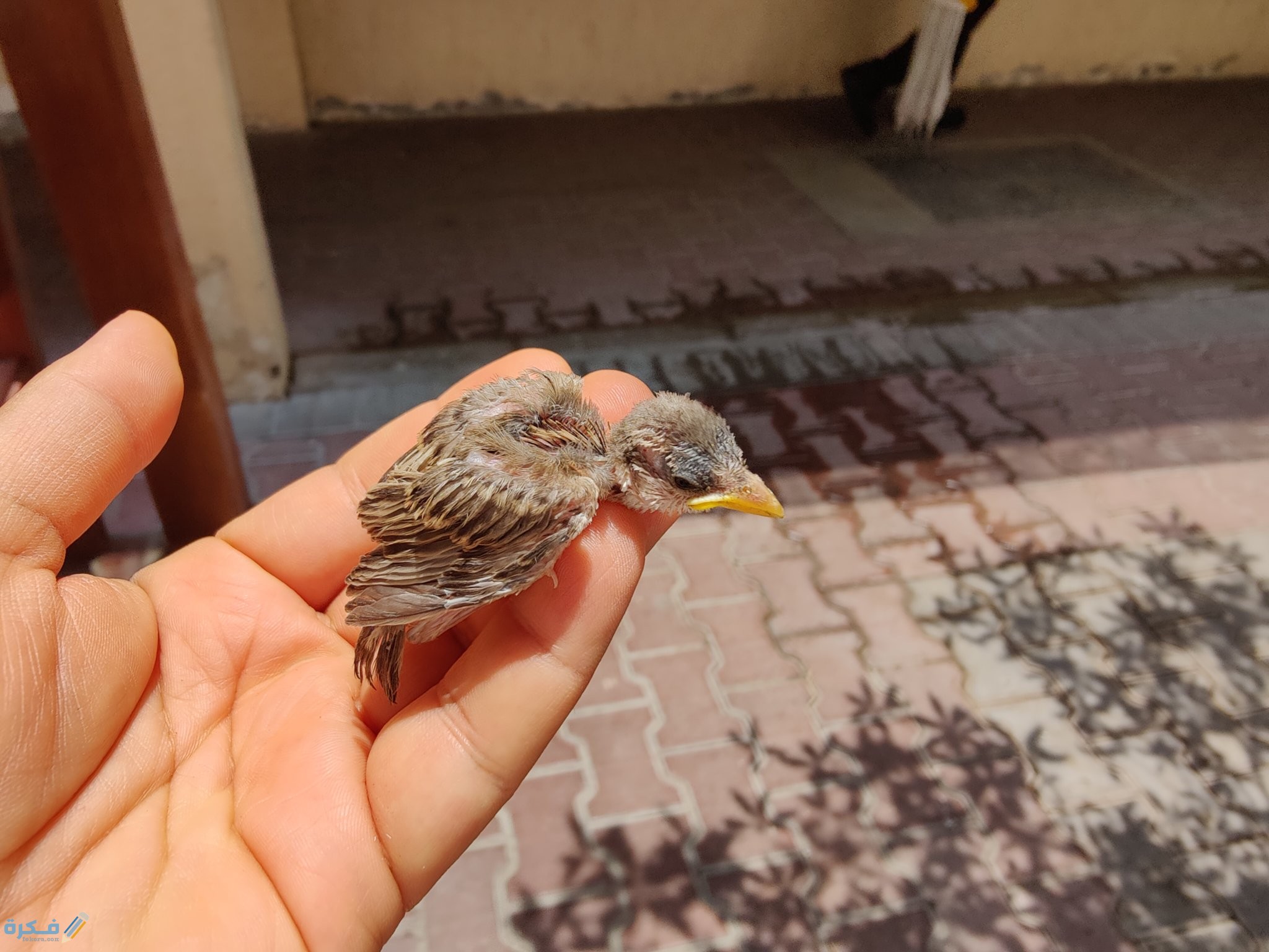 تفسير رؤية فرخ العصفور في المنام 1 E3GlZP8WYAUB0p5