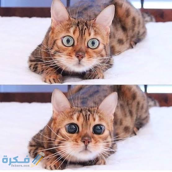 توسع حدقة العين عند القطط 1 images 2021 12 02T200825.873