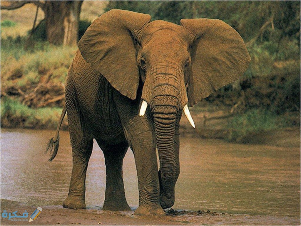 تفسير رؤية الفيل يطاردني في المنام 1 Elephant 1
