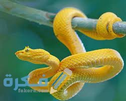 تفسير رؤية افعى صفراء في المنام 1 download 1 1