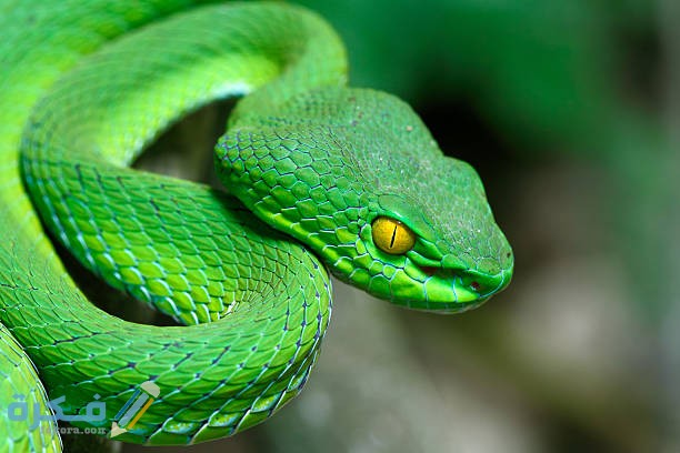 تفسير رؤية افعى خضراء في المنام 1 green snake