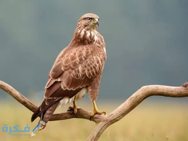 ماهو شكل طائر الحدأة ؟ 1 images 2022 01 14T084817.138