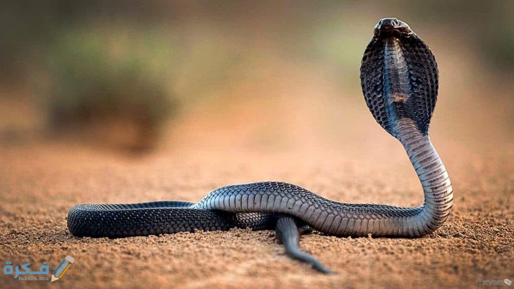 تفسير رؤية افعى الكوبرا في المنام 1 رؤية الأفعى في المنام لابن سيرين