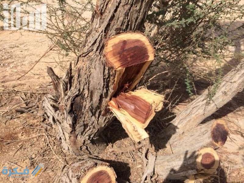 بحث عن الاحتطاب الجائر : مع مقدمة وخاتمة 1 بحث عن الاحتطاب الجائر