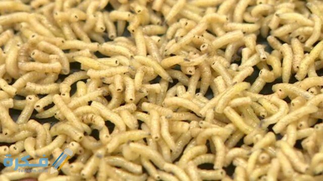 تفسير رؤية دود في الاكل في المنام 1 874425109152801