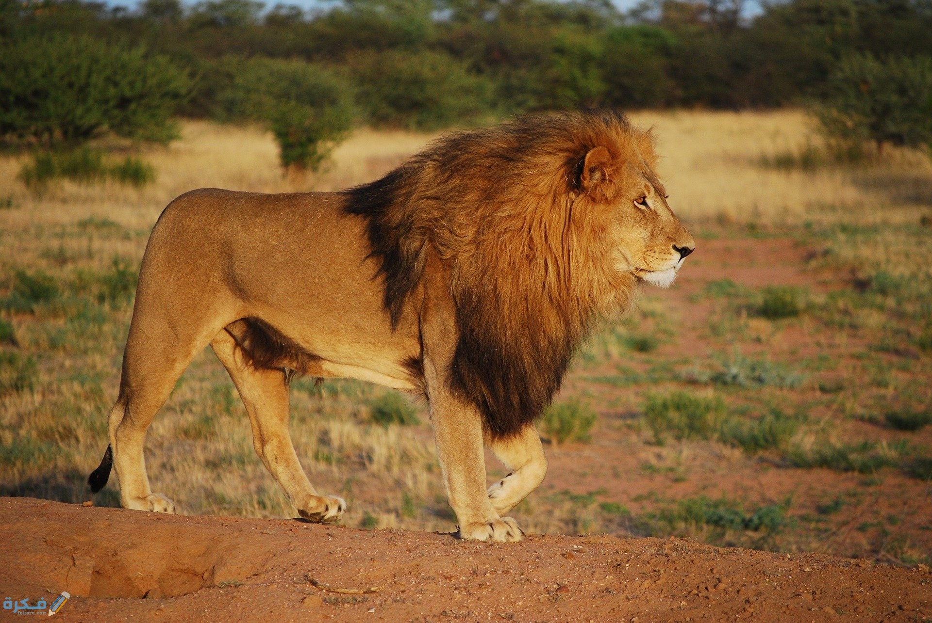 تفسير رؤية الأسد يطاردني في المنام 1 lion 805084 1920