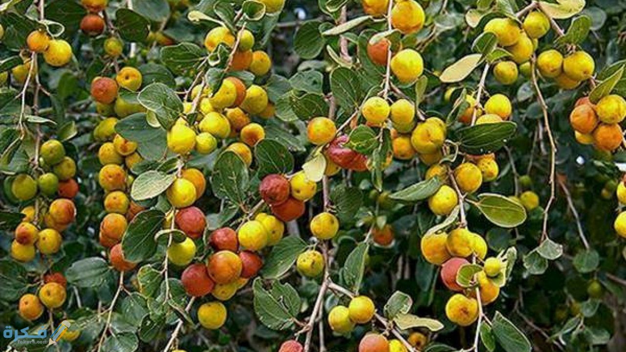 تفسير رؤية شجرة النبق او قطف النبق في المنام 1 the benefits of the buckthorn tree