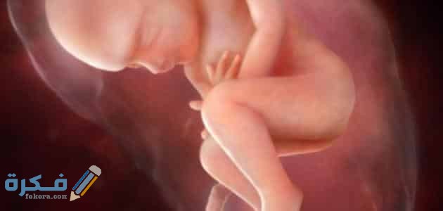 شرح خطوات معرفة نوع الجنين من حركه الجنين عند المثانه 1 الجنين في الشهر الثالث وجنسه 1