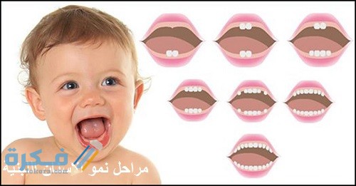 اخر موعد لطلوع الأسنان عند الاطفال 1 نمو الاسنان اللبنية