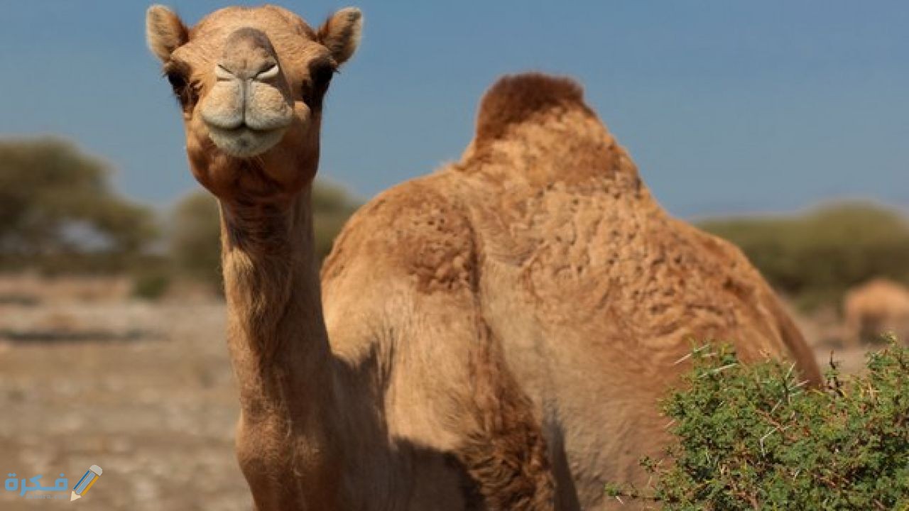 لماذا لحم الجمل ينقض الوضوء 1 هل لحوم الابل تنقض الوضوء