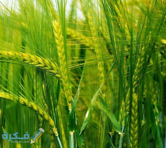 اسماء احسن سماد ورقي للقمح 1 3ca6517f12683410