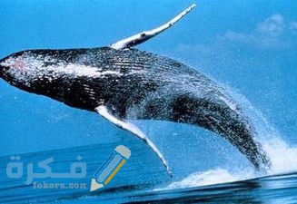 كم لبث سيدنا يونس في بطن الحوت 1 cbca856d3875848375e82bdffc44cf54