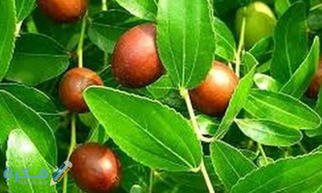 10 فوائد شرب ماء السدر المرقي تعرفي 1 ايات الرقية الشرعية في القران والسنة