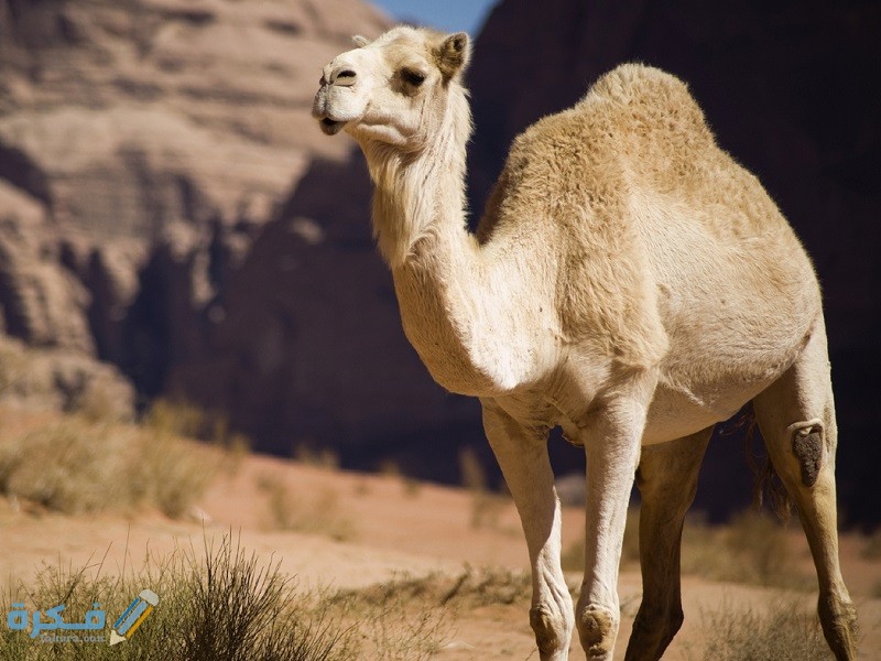 هل لحم الإبل يقسي القلب 1 هل لحم الإبل يقسي القلب