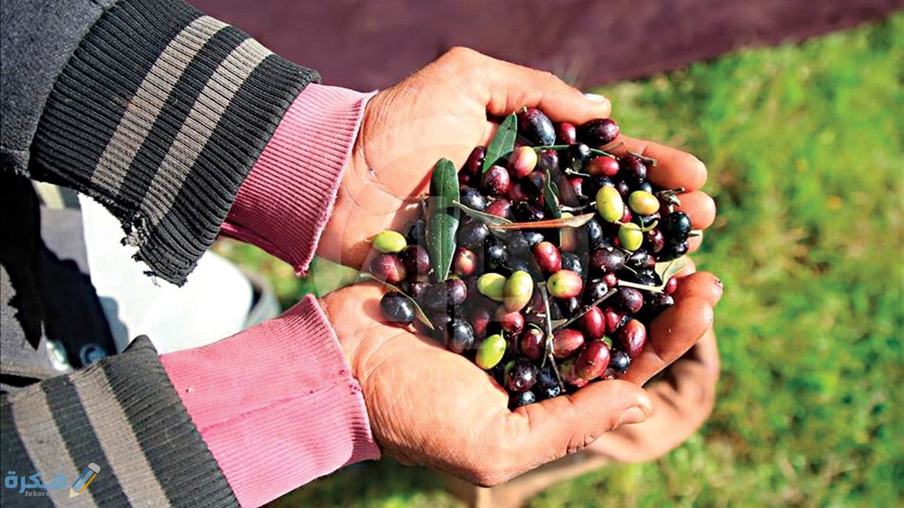 تفسير رؤية جمع وقطف الزيتون في المنام 1 fbf94838 7165 427d 88f2 9143efbac5d9