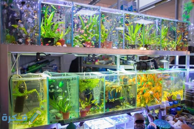 خطوات انشاء مشروع بيع اسماك الزينة.. 5 أشياء يجب ان تعرفها 1 images 2022 06 04T073206.322
