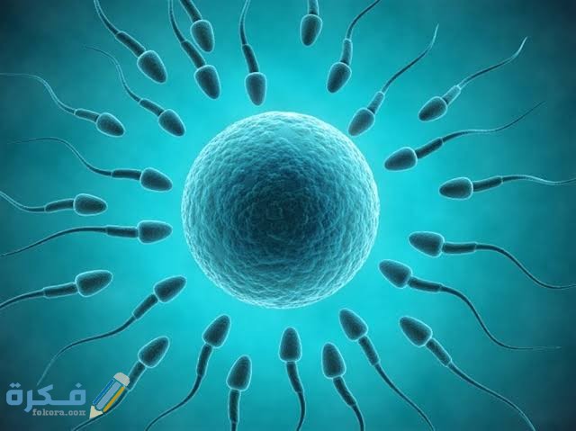 كم تعيش البويضة وما هو احسن وقت للجماع بعد نزولها 1 images 2022 06 14T062026.345