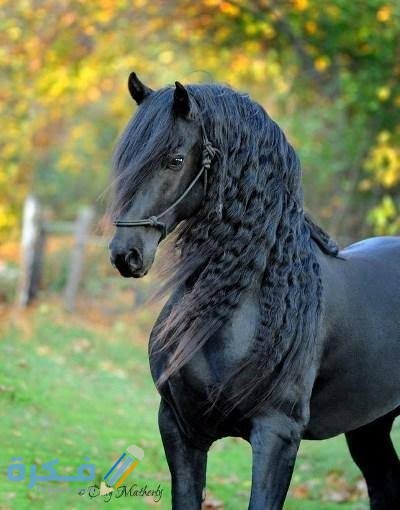 معلومات عن الخيل الفريزيان 1 images 29 1