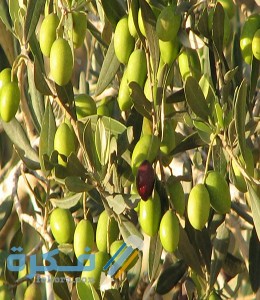 اسماء احسن أنواع الزيتون لإنتاج الزيت 1 sy 16512