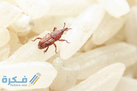شرح خطوات التخلص من سوس الأرز 1 طريقة التخلص من سوس الأرز