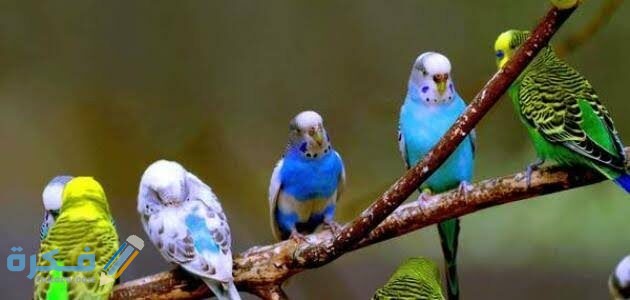 اسماء احسن أنواع الكناري للتربية والإنتاج 1 630x300 1