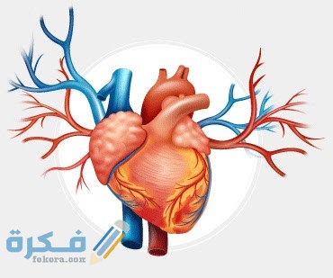 كم عدد شرايين القلب 1 كم عدد شرايين القلب