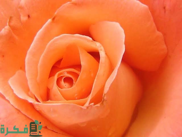 كيف نحصل على اللون البرتقالي 1 images 2022 07 27T001631.395
