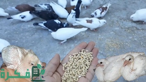 احسن نوع علف تسمين الحمام 1 أفضل علف تسمين الحمام