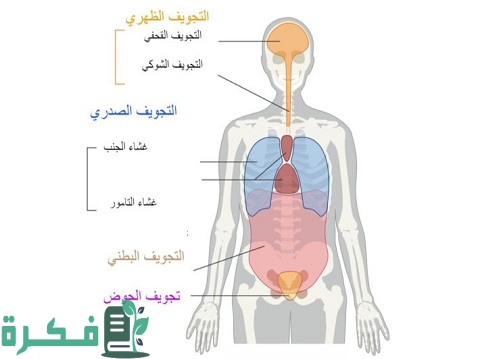 أنواع تجاويف الجسم 1 أنواع تجاويف الجسم