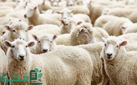 الفرق بين الحري والنعيمي 1 بين الحري والنعيمي