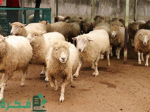 أسماء أمراض الأغنام وعلاجها 1 جميع أمراض الأغنام وعلاجها