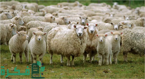 دراسة جدوى مشروع تربية الأغنام من حيث التكلفة والربح 1 دراسة جدوى مشروع تربية الأغنام