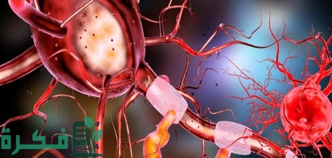 ما هي وظيفة الخلايا الدهنية 1 ما هي وظيفة الخلايا الدهنية