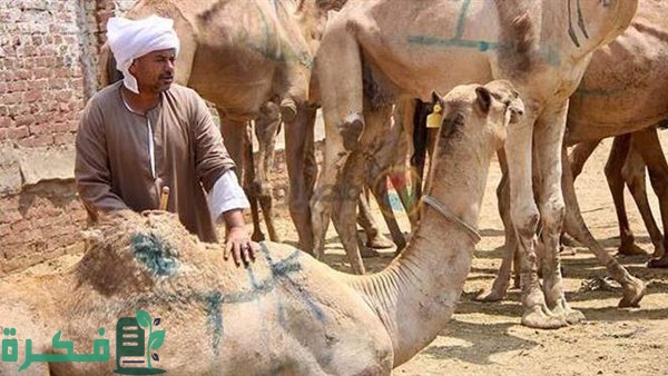 حكم شرب بول الابل عند الشافعية 1 دلائل نجاسة بول الابل عند الشافعيه