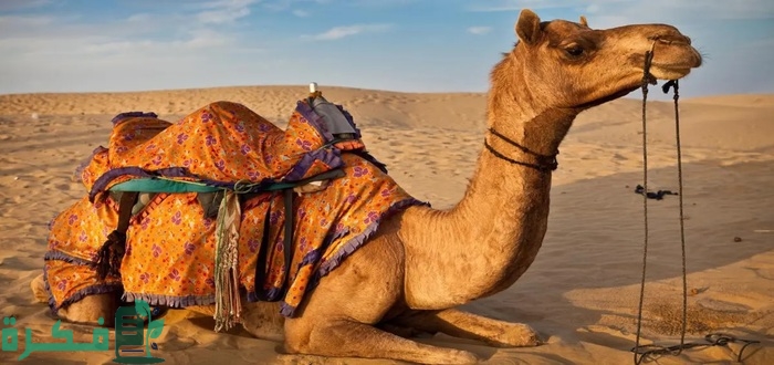 ما حكم شرب بول الابل لغير التداوي 1 مكونات بول الابل