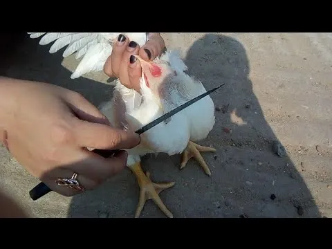 ماذا يقال عند ذبح الدجاج 1 ماذا يقال عند ذبح الدجاج