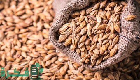 اسماء احسن أنواع الشعير 1 أفضل أنواع الشعير
