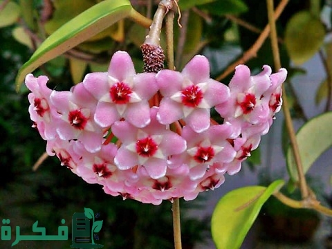 شرح خطوات زراعة نبات الشمعة الهويا 1 طريقة زراعة نبات الشمعة (الهويا)
