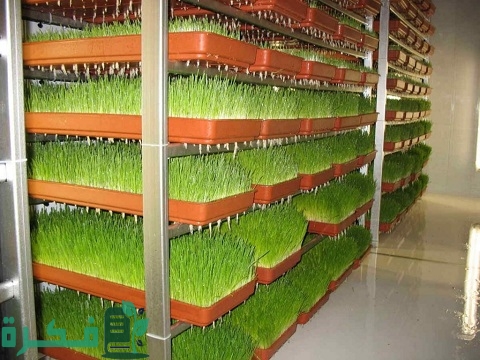 دراسة جدوى مشروع صناعة غرف الشعير المستنبت 1 مشروع صناعة غرف الشعير المستنبت
