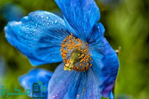 معلومات عن نبات الخشخاش الأزرق Blue poppy 1 نبات الخشخاش الأزرق Blue poppy