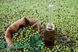 كم شجرة زيتون يمكن زراعتها في الهكتار 1 1A7EECFD 5587 4651 B48C F39392D65AF2